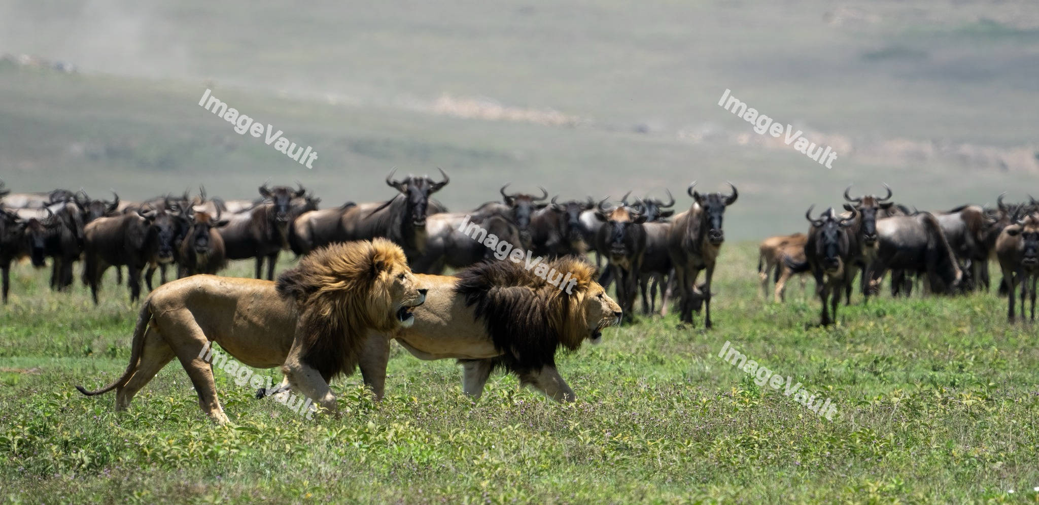 Two Lions